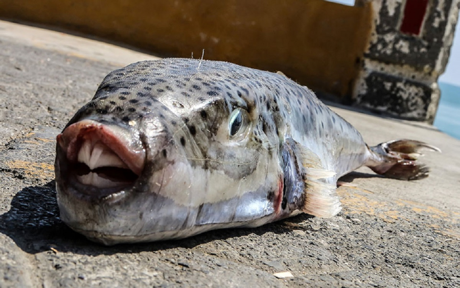 Καμπανάκι από τους ειδικούς: Αυτά είναι τα 4 πιο επικίνδυνα ψάρια στις ελληνικές θάλασσες (βίντεο)