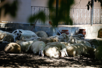 Νέες αποζημιώσεις 73 εκατ. ευρώ στους κτηνοτρόφους για ζωονόσους και υποχρεωτικές θανατώσεις ζώων