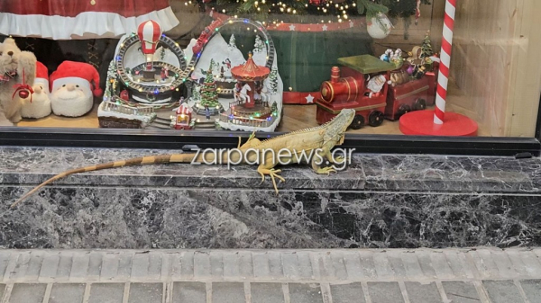 Χανιά: Τεράστιο ιγκουάνα έκανε βόλτες στα μαγαζιά (Βίντεο)