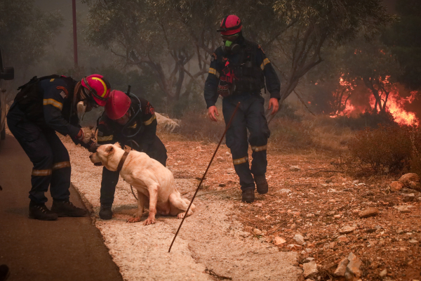 Εθελοντές και διασώστες απομακρύνουν από τα πύρινα μέτωπα τα ζωάκια που έμειναν πίσω (Εικόνες)