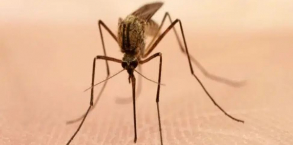 Ανησυχία και στην Ελλάδα για το κορεάτικο κουνούπι τίγρης