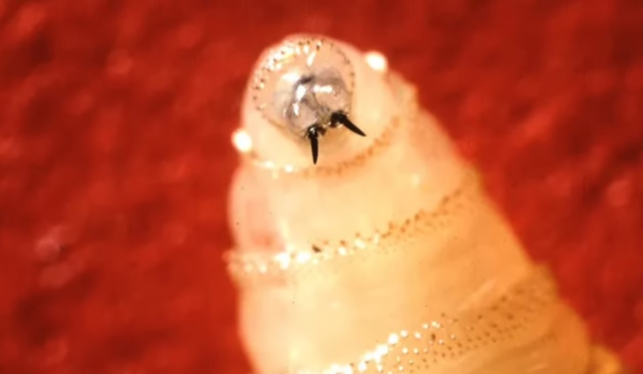 Συναγερμός στις ΗΠΑ: Κρούσμα του σαρκοφάγου παρασίτου screwworm σε άνθρωπο