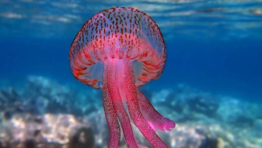 Μωβ μέδουσες: Γέμισαν οι ελληνικές θάλασσες με τσούχτρες - Πού εντοπίζονται, πώς αντιμετωπίζουμε το τσίμπημα