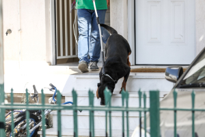 Εύβοια: Ελεύθερος ο ιδιοκτήτης του ροτβάιλερ που επιτέθηκε σε 6χρονο, σχηματίστηκε δικογραφία