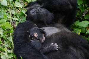 «Ένα ασυνήθιστο γεγονός» για τους ορεινούς γορίλες: Γεννήθηκαν ξανά δίδυμα στο πάρκο Βιρούνγκα (Βίντεο)