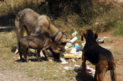 Θεσσαλονίκη: Τρία άγρια σκυλιά κατασπάραξαν 50χρονη στην αυλή του σπιτιού της