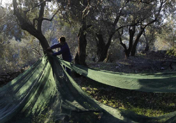 Επικίνδυνο βακτήριο που «χτυπάει» τις ελιές μπορεί να προκαλέσει τον αφανισμό ολόκληρων περιοχών στην Ελλάδα