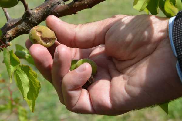 Ο ΕΛΓΑ πληρώνει αποζημιώσεις σε 14.627 δικαιούχους
