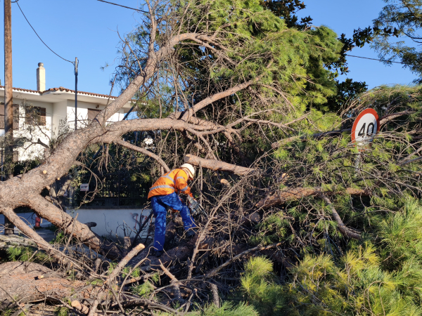 Θυελλώδεις άνεμοι σφυροκοπούν τη Θεσσαλονίκη: Πτώσεις δέντρων, διακοπές ρεύματος και προβλήματα στο αεροδρόμιο