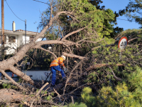 Θυελλώδεις άνεμοι σφυροκοπούν τη Θεσσαλονίκη: Πτώσεις δέντρων, διακοπές ρεύματος και προβλήματα στο αεροδρόμιο
