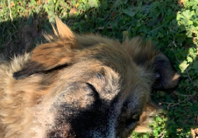 Παρέμβαση της εισαγγελέως του Αρείου Πάγου για την άγρια κακοποίηση σκυλίτσας «αλά Όλιβερ»