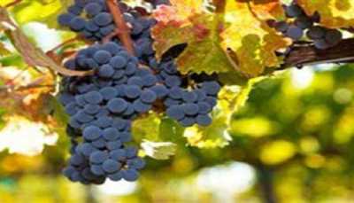 Παράταση της ημερομηνίας υποβολής δηλώσεων συγκομιδής οινοστάφυλων έτους 2014