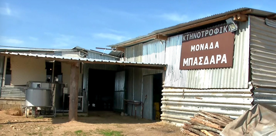 Σέρρες: Κατσικάκι γεννήθηκε με τρία πόδια