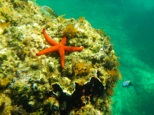Υποβρύχιο ρομπότ καθάρισε τον βυθό της Αλοννήσου