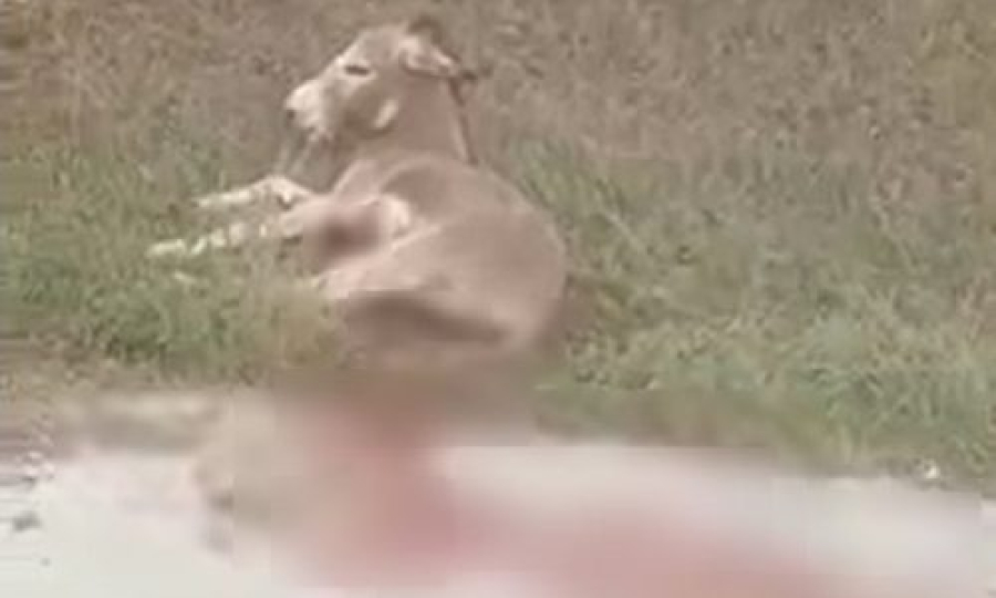 Παύεται από τα καθήκοντα του ο αντιδήμαρχος Ζίτσας για την κακοποίηση του γαϊδάρου