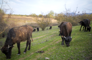 Άρση απαγόρευσης εξαγωγής ζώων στη Σαουδική Αραβία