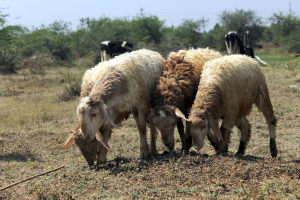 Fewer Cattle, Sheep and Goats Leave Greece Grappling With Costlier Meat
