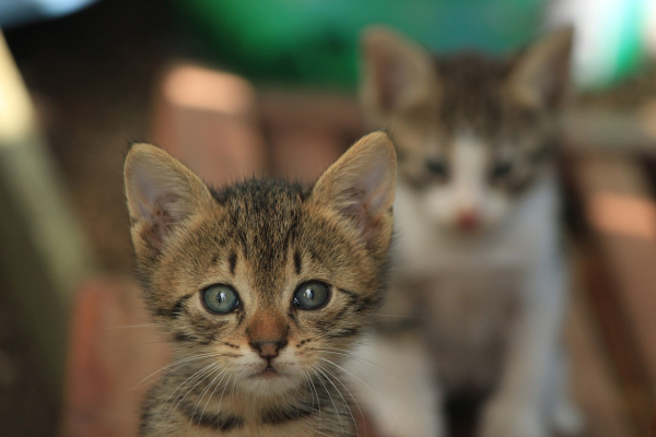 Το απολυτό γατοσχολείο: Έχει περισσότερες γάτες από μαθητές