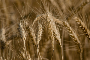 Σιτάρι παράγει το δικό του λίπασμα φέροντας «επανάσταση» στη γεωργία