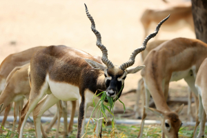 Αυστρία: Άγνωστος πυροβόλησε και σκότωσε ινδική αντιλόπη στον ζωολογικό κήπο Σένμπρουν