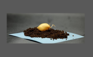 Ρεβίθια στο φεγγάρι; Μελέτη δείχνει ότι μπορούν να καλλιεργηθούν σε σεληνιακό έδαφος