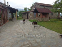 Φοράδα γέννησε δίδυμα - Σπάνιο φαινόμενο σε φάρμα στις Σέρρες (βίντεο)