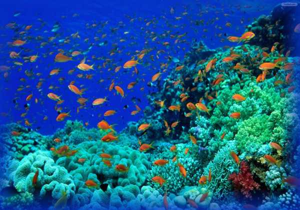 Ανοίγει ξανά η σχολή των «σφουγγαράδων» στην Κάλυμνο