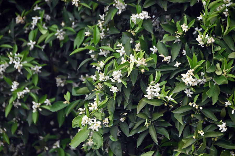 Εορτολόγιο: Ποιοι γιορτάζουν σήμερα Πρωτομαγιά