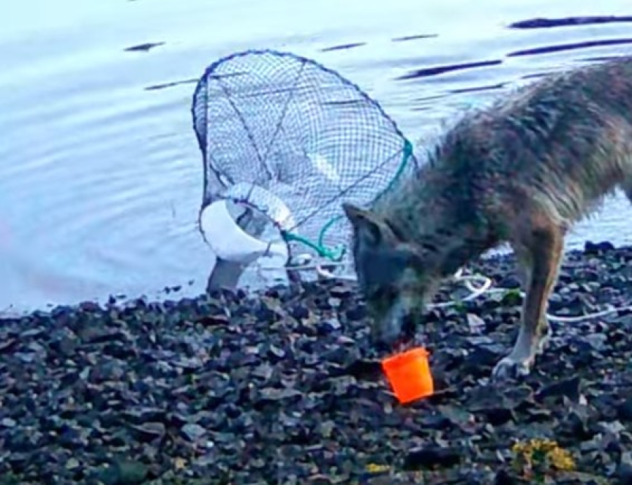 Επιστήμονες κατέγραψαν για πρώτη φορά λύκαινα να ψαρεύει με εργαλεία! (βίντεο)