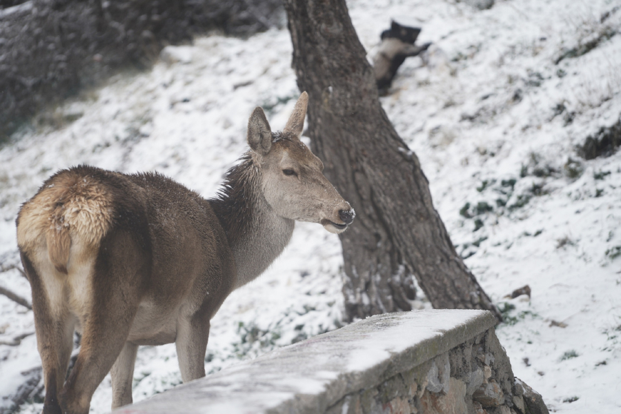 Καιρός: Στα λευκά η Πάρνηθα - Οι περιοχές που θα χιονίσει έως το Σάββατο (Εικόνες)