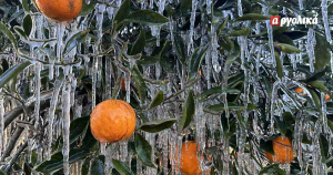 Αργολίδα: Παγετός στον κάμπο, ανησυχούν για την παραγωγή οι αγρότες (εικόνες)