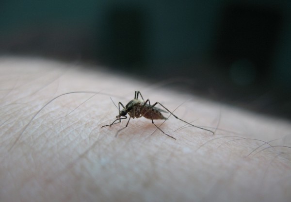 Πως το κινητό γίνεται «όπλο» ενάντια στα κουνούπια