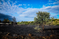 Θεσσαλονίκη: Απαγόρευση κυκλοφορίας σε δασικές εκτάσεις λόγω υψηλού κινδύνου πυρκαγιάς
