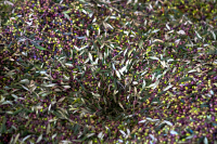 Σκάνδαλο ΟΠΕΚΕΠΕ: Γέμισαν… αγριελιές τα βουνά της Δυτικής Μακεδονίας!