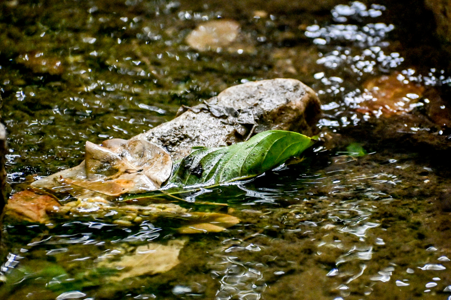 Κλειστό για δεύτερο 24ωρο το φαράγγι της Σαμαριάς