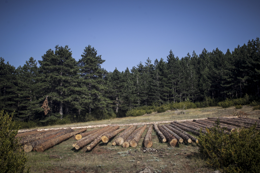 Αύξηση 15% στις τιμές αποζημίωσης των υλοτόμων
