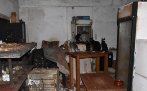 Δονούσα: Είχε 58 γάτες σε ακατάλληλες συνθήκες - Πάνω από 1,7 εκατ. το πρόστιμο (Εικόνες)