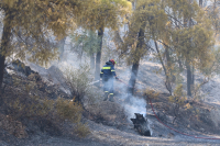Φωτιά στη Σαλαμίνα: Από οικόπεδο ξεκίνησε η πυρκαγιά στα Περιστέρια - Εξαπλώθηκε ραγδαία μέσα σε λίγα λεπτά