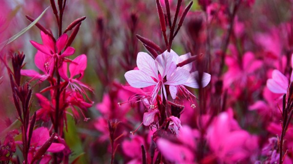 Ομάδες Αλβανών «κλέβουν» τεράστιες εκτάσεις με βότανα στην ελληνοαλαβανική μεθόριο