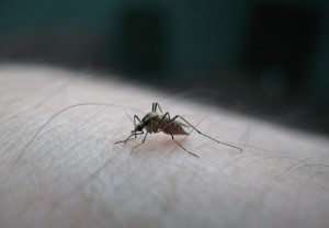 Η Google «απελευθερώνει» 20 εκατ. κουνούπια
