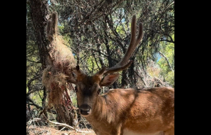 Βίντεο: Πλατώνι βρέθηκε με δίχτυ μπλεγμένο στα κέρατα - Η επιχείρηση της ΑΝΙΜΑ