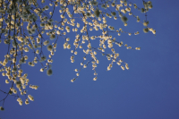 Καιρός Μεγάλης Εβδομάδας: 25άρια και ηλιοφάνεια τουλάχιστον μέχρι τη Μεγάλη Τετάρτη