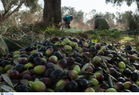«Βροχή» οι συλλήψεις για έξτρα παρθένα ελαιόλαδα «μαϊμού»