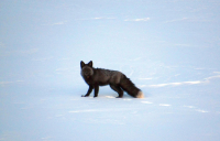 Στα ίχνη ενός «φαντάσματος»: Εντόπισαν για πρώτη φορά εξαιρετικά σπάνιο ζώο - Υπάρχουν μόνο 50