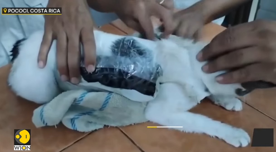 Στην Κόστα Ρίκα, φρουροί φυλακής αναχαιτίζουν... χνουδωτό διακινητή ναρκωτικών