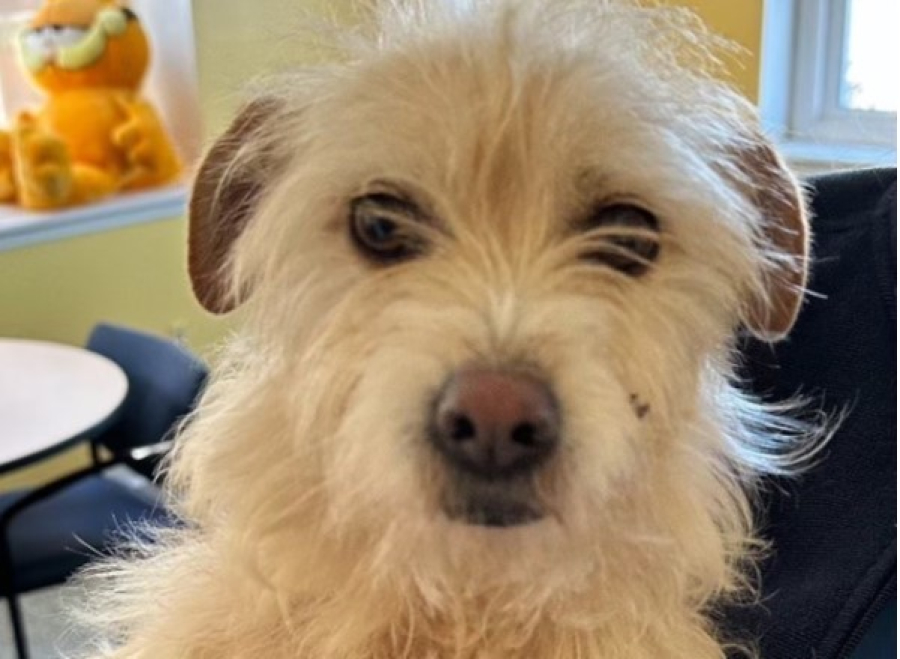 To μυστήριο της Μίσκα: Η σκυλίτσα που χάθηκε και βρέθηκε 4.000 χιλιόμετρα μακριά από το σπίτι της, 9 μήνες μετά