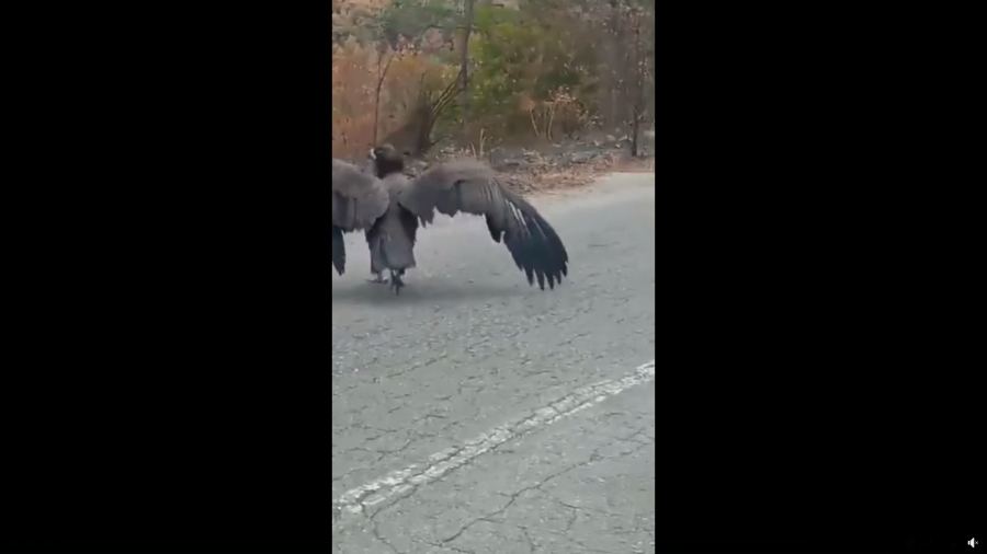 Μαυρογύπες επιστρέφουν στη Δαδιά ψάχνοντας τη φωλιά τους