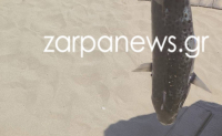Λαγοκέφαλος εμφανίστηκε σε δημοφιλή παραλία των Χανίων