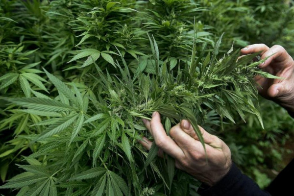 Κιλκίς: Συνελήφθη 38χρονος με δύο εργαστήρια κάνναβης - Τον «μυρίστηκε» ο σκύλος της ΕΛΑΣ