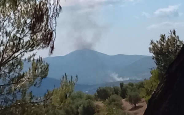 Φωτιά τώρα στην Οινόη Αττικής